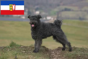 Read more about the article Pumi crescători și căței în Schleswig-Holstein