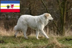 Read more about the article Câine de Munte Pirineu de Munte Crescător și Cățeluși în Mecklenburg-Vorpommern