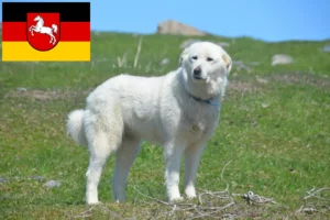 Read more about the article Câine de Munte Pirineu de Munte Crescător și căței în Saxonia Inferioară