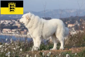 Read more about the article Crescători de câini de munte din Pirinei și căței în Baden-Württemberg