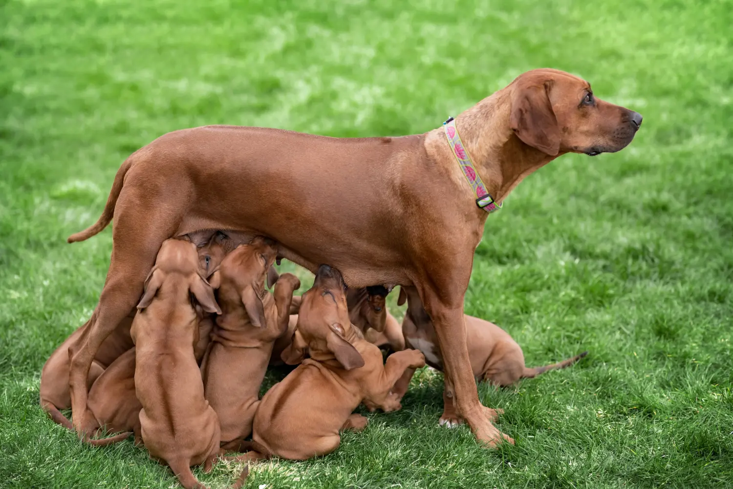 Cumpărarea unui cățel Rhodesian Ridgeback înseamnă asumarea responsabilității! Cumpărați cățeluși Rhodesian Ridgeback.