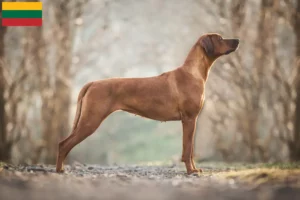 Read more about the article Rhodesian Ridgeback crescători și căței în Lituania