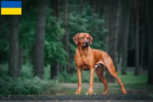 Read more about the article Rhodesian Ridgeback crescători și căței în Ucraina