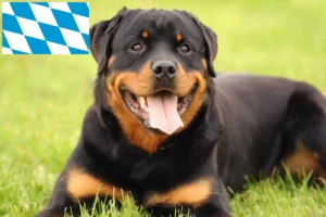 Read more about the article Rottweiler crescători și căței în Bavaria