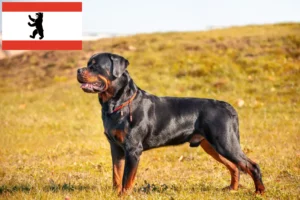 Read more about the article Rottweiler crescători și căței în Berlin