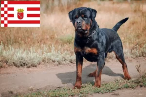 Read more about the article Rottweiler crescători și căței în Bremen