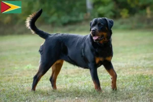 Read more about the article Rottweiler crescători și căței în Guyana