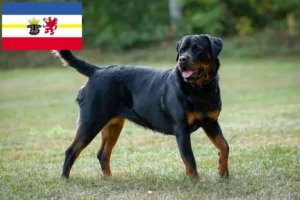 Read more about the article Rottweiler crescători și căței în Mecklenburg-Vorpommern
