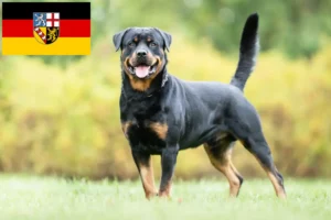 Read more about the article Rottweiler crescători și căței în Saarland