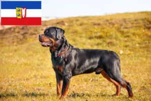 Read more about the article Rottweiler crescători și căței în Schleswig-Holstein