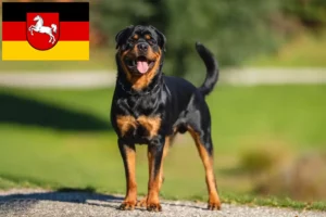 Read more about the article Rottweiler crescători și căței în Saxonia Inferioară