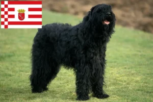 Read more about the article Rusă Black Terrier crescător și căței în Bremen