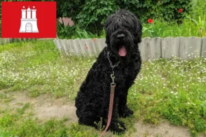 Read more about the article Rusă Black Terrier crescător și căței în Hamburg