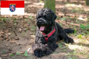 Read more about the article Rusă Black Terrier crescător și căței în Hessen