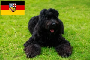 Read more about the article Rusă Black Terrier crescător și căței în Saarland