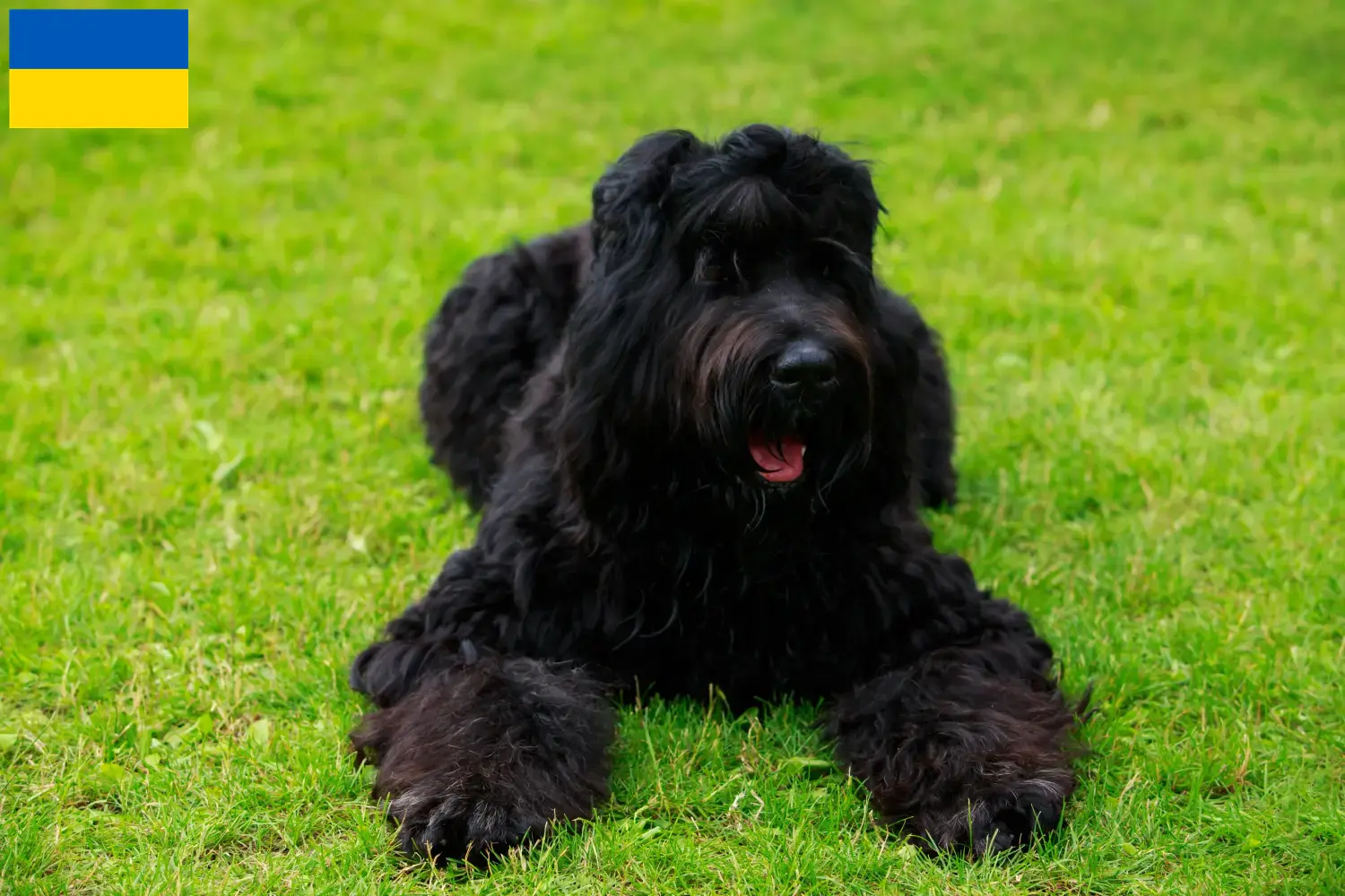 Rusă Black Terrier căței și crescători Ucraina Găsiți crescători de Terrier Negru Rus în Ucraina aici.