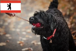 Read more about the article Rusă Black Terrier crescător și căței în Berlin