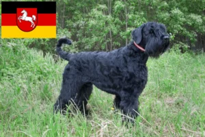 Read more about the article Rusă Black Terrier crescător și căței în Saxonia Inferioară