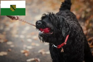 Read more about the article Rusoaica Black Terrier Crescător și căței în Saxonia