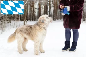 Read more about the article Ruse de Sud Ovtcharka crescător și cățeluși în Bavaria