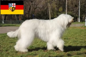 Read more about the article Ruse de Sud Ovtcharka crescător și căței în Saarland