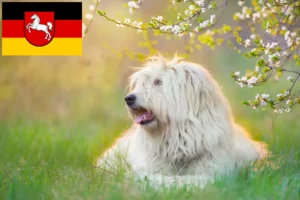 Read more about the article South Russian Ovtcharka crescător și căței în Saxonia Inferioară
