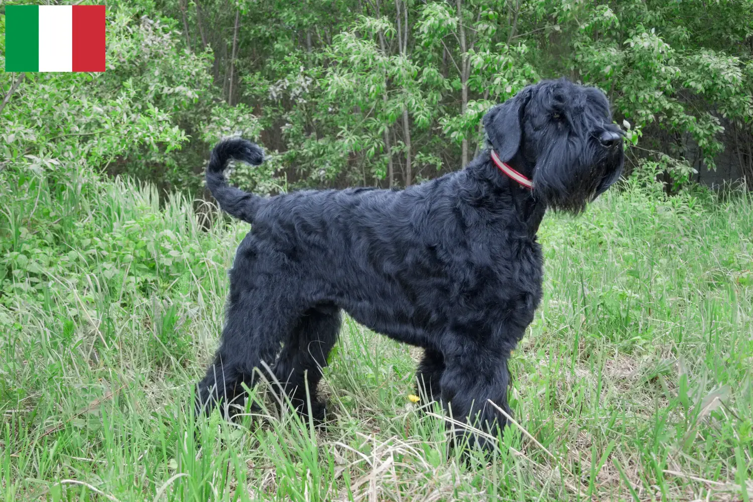 Rusă Black Terrier căței și crescători Italia Găsiți crescători de Terrier Negru Rus în Italia aici.