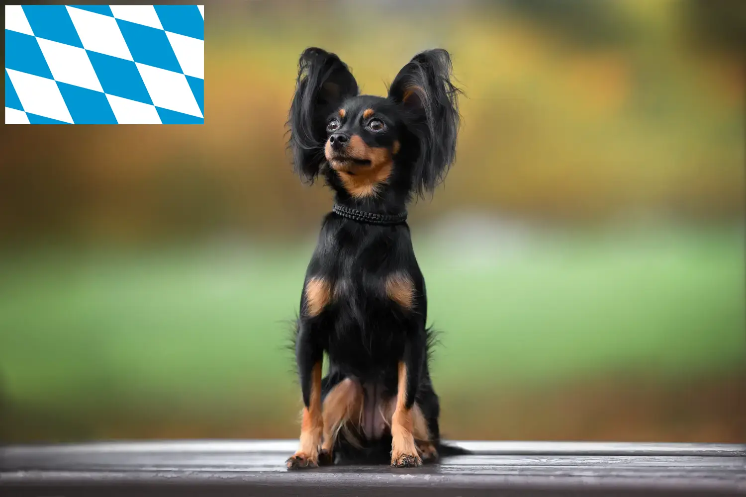 Russkiy Toy căței și crescători Bavaria Aici puteți găsi crescători de Russkiy Toys în Bavaria.