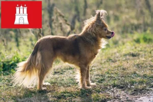 Read more about the article Russkiy Toy crescători și căței în Hamburg