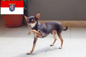 Read more about the article Russkiy Toy crescători și căței în Hessen
