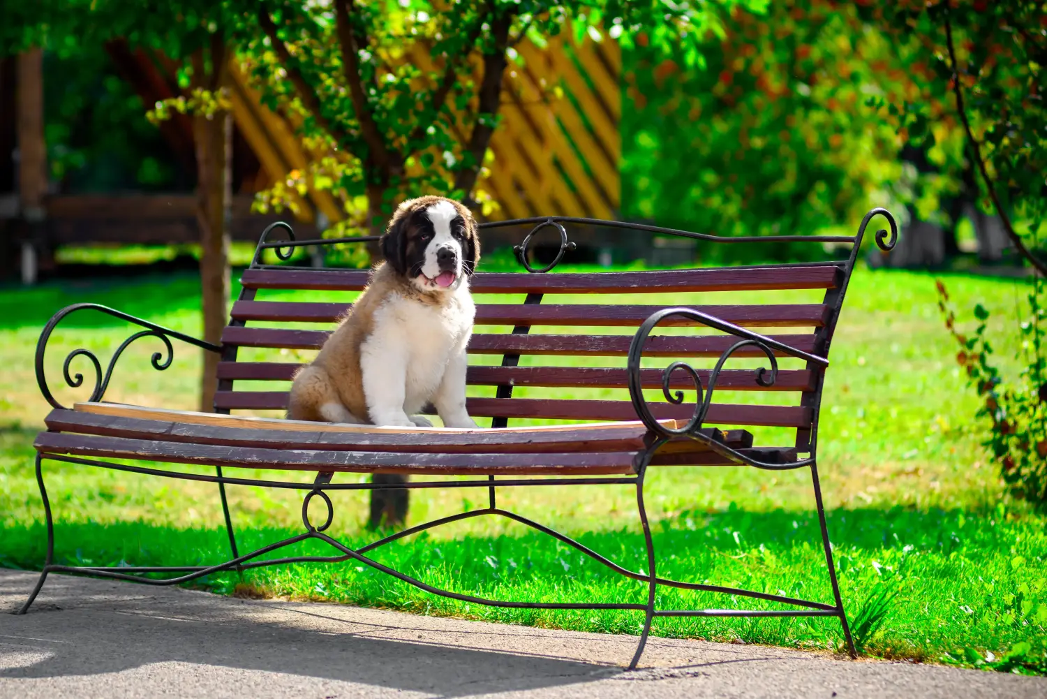 Cumpărarea unui cățel St Bernard înseamnă asumarea responsabilității! Cumpărați cățeluși St Bernard.