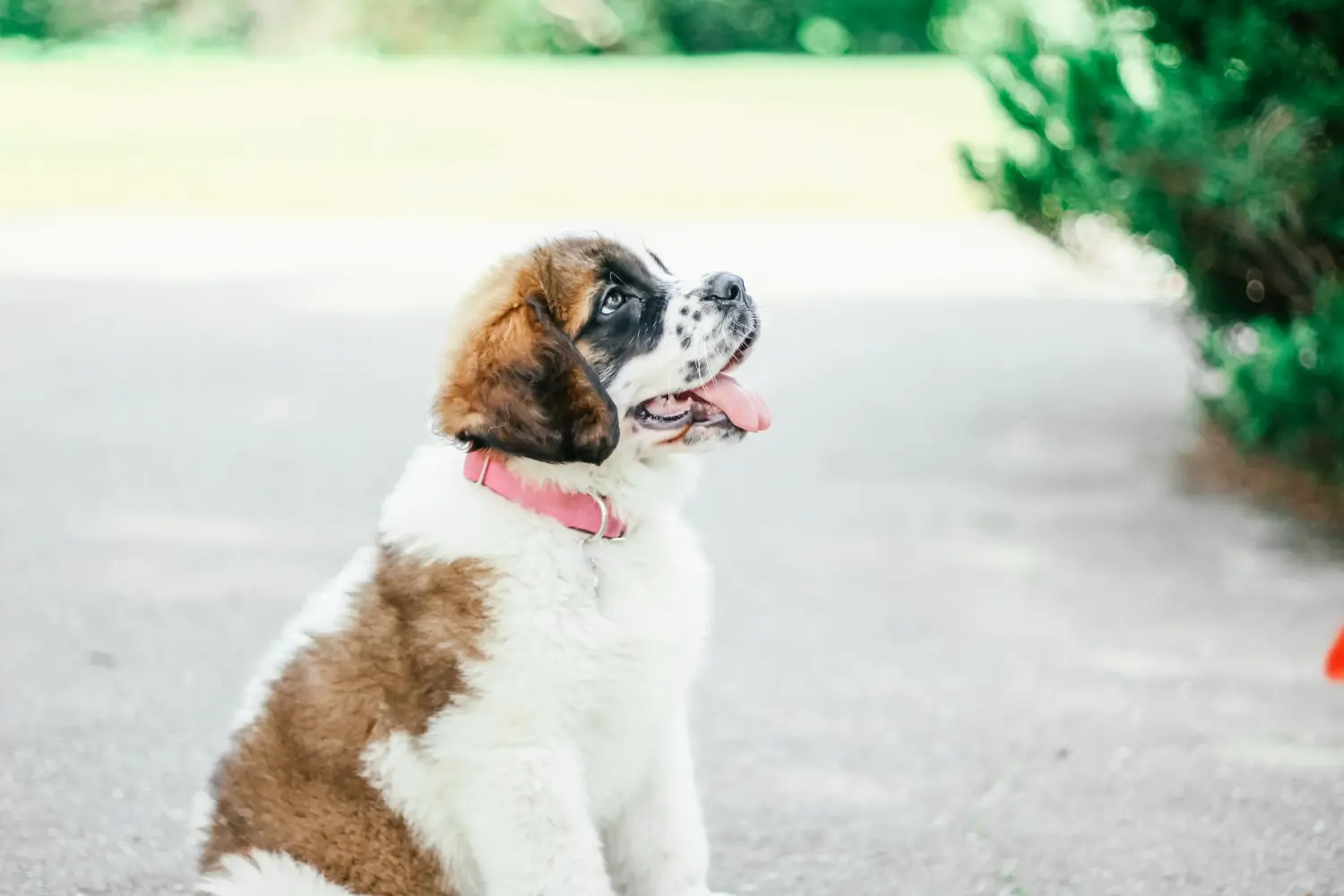 Cumpărarea unui cățel St Bernard înseamnă asumarea responsabilității! Cumpărați cățeluși St Bernard.