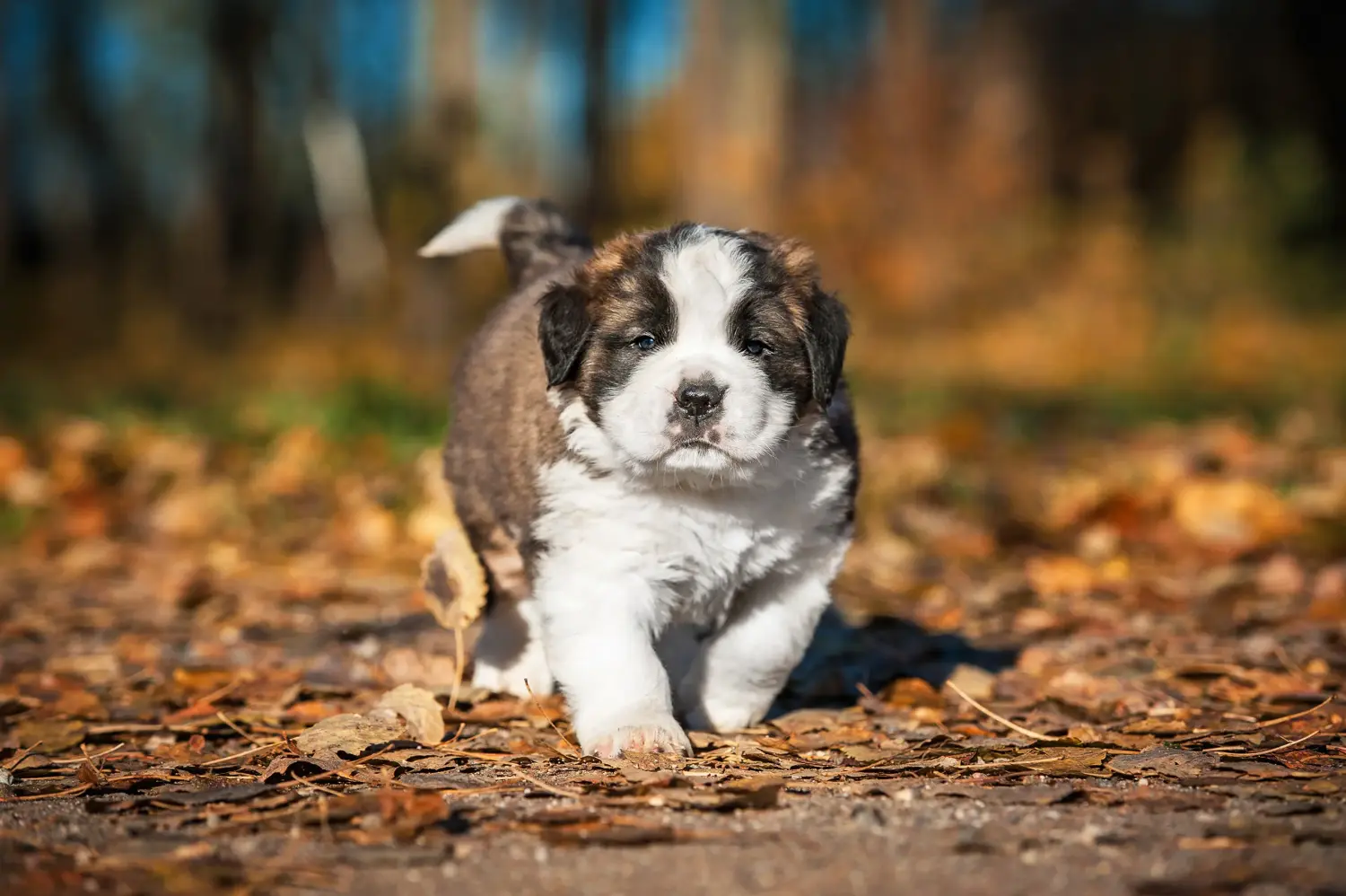 Cumpărarea unui cățel St Bernard înseamnă asumarea responsabilității! Cumpărați cățeluși St Bernard.