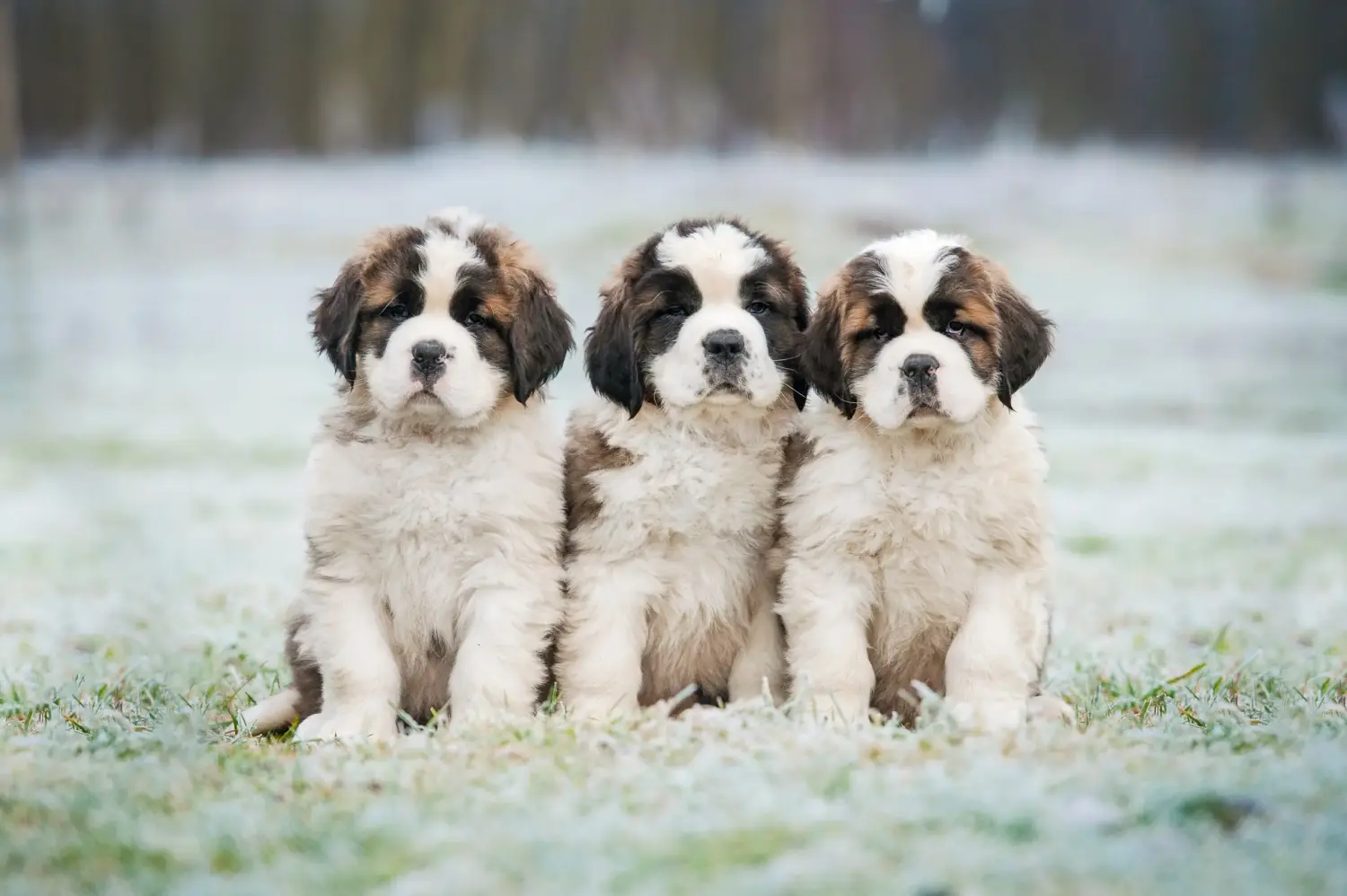 Cumpărarea unui cățel St Bernard înseamnă asumarea responsabilității! Cumpărați cățeluși St Bernard.