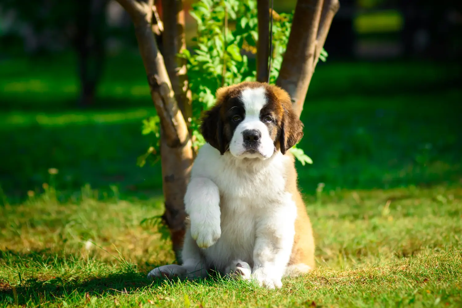 Cumpărarea unui cățel St Bernard înseamnă asumarea responsabilității! Cumpărați cățeluși St Bernard.
