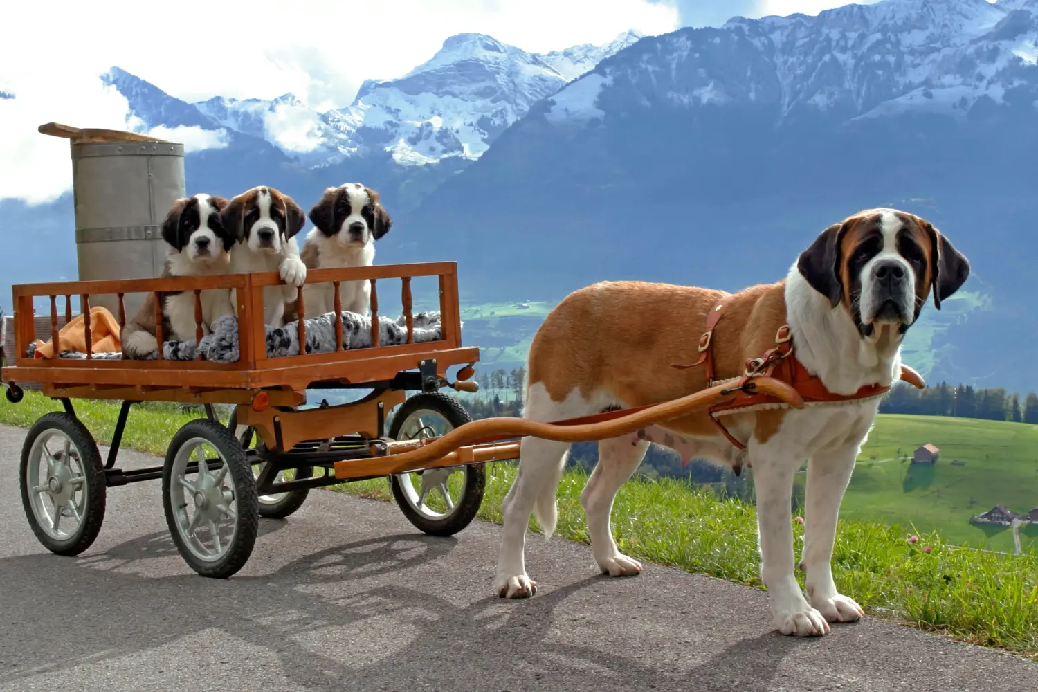 Cumpărarea unui cățel St Bernard înseamnă asumarea responsabilității! Cumpărați cățeluși St Bernard.