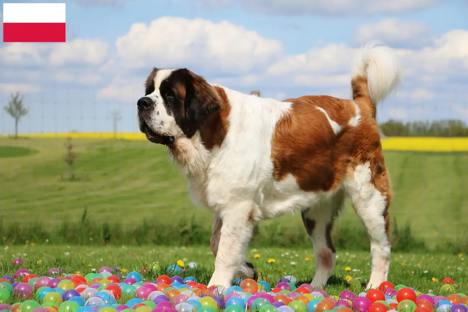 Saint Bernard căței și crescători Polonia Aici puteți găsi crescători de Saint Bernard în Polonia.