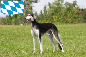 Read more about the article Crescători de Saluki și căței în Bavaria