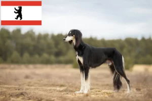 Read more about the article Crescători de Saluki și căței în Berlin