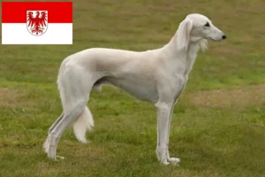 Read more about the article Crescători de Saluki și căței în Brandenburg
