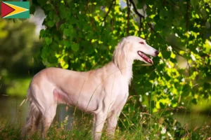 Read more about the article Saluki crescători și căței în Guyana