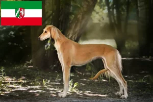 Read more about the article Crescători de Saluki și căței în Renania de Nord-Westfalia
