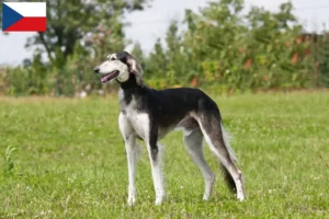 Read more about the article Crescători de Saluki și căței în Republica Cehă