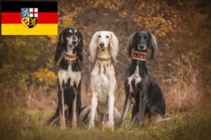 Read more about the article Crescători de Saluki și căței în Saarland