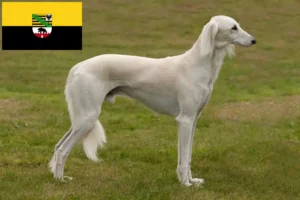 Read more about the article Crescători de Saluki și căței în Saxonia-Anhalt