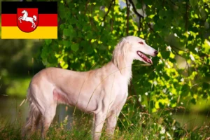 Read more about the article Crescători de Saluki și căței în Saxonia Inferioară