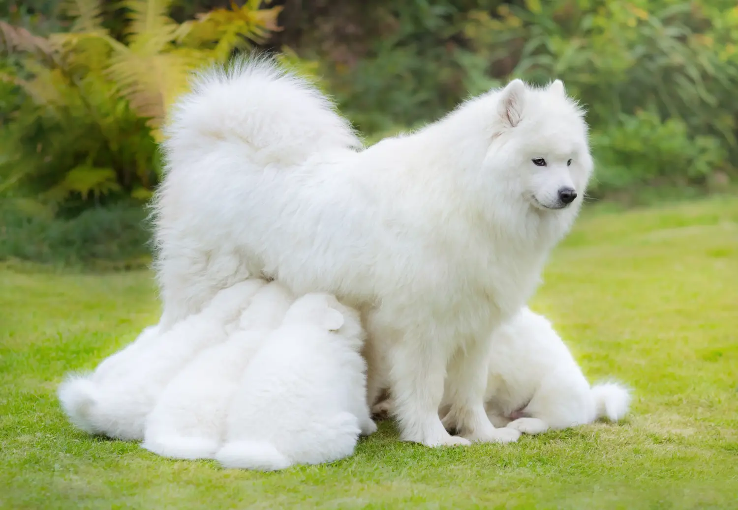 Cumpărarea unui cățel Samoyed înseamnă asumarea responsabilității! Cumpărați cățeluși Samoyed.