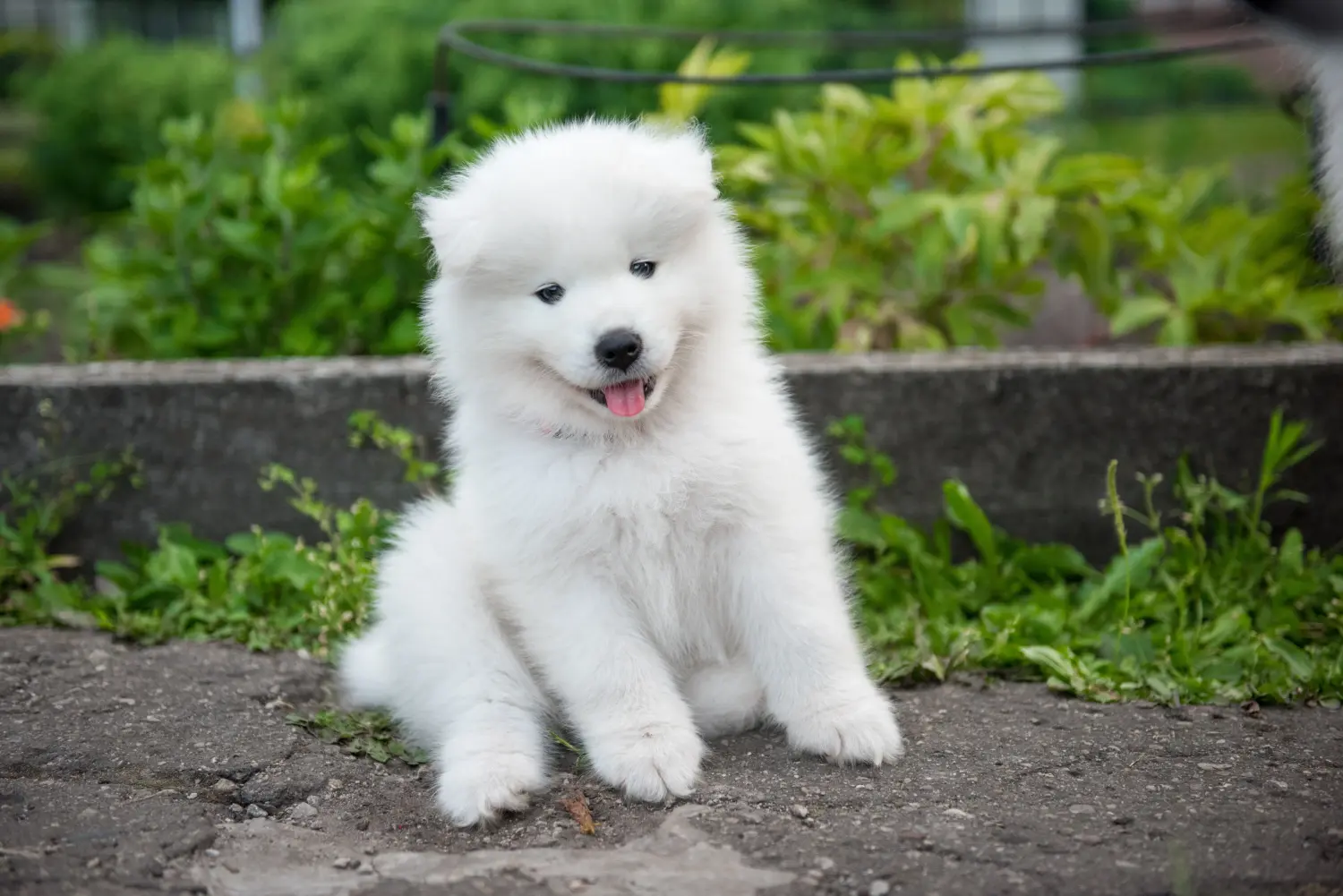 Cumpărarea unui cățel Samoyed înseamnă asumarea responsabilității! Cumpărați cățeluși Samoyed.