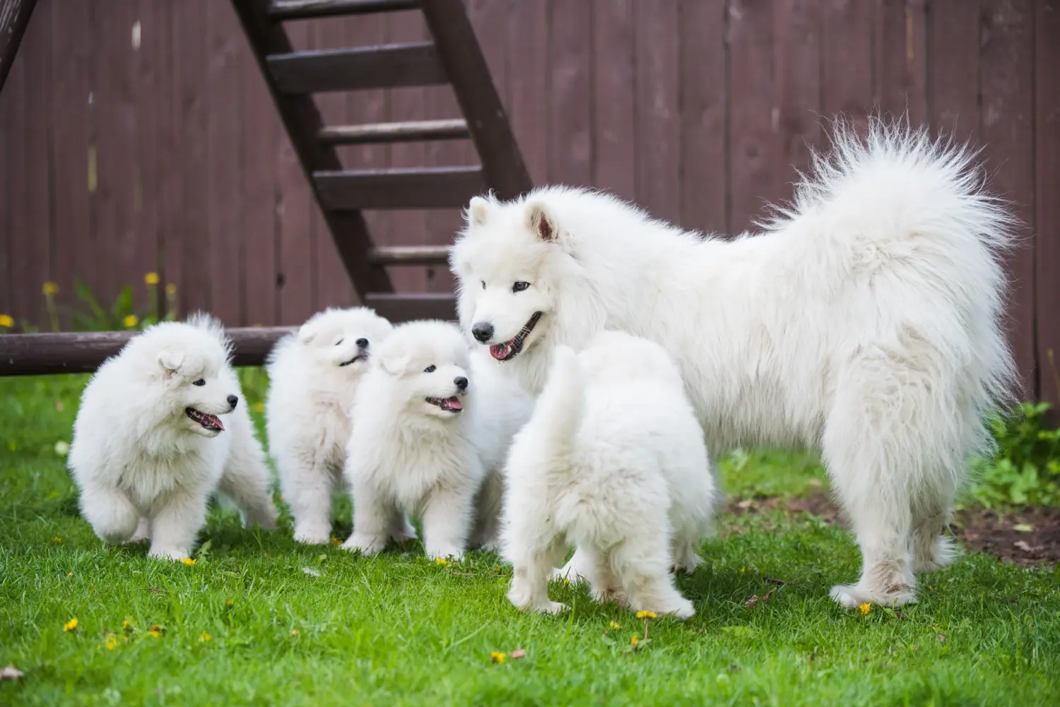 Cumpărarea unui cățel Samoyed înseamnă asumarea responsabilității! Cumpărați cățeluși Samoyed.