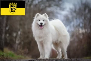 Read more about the article Crescători de Samoyed și căței în Baden-Württemberg